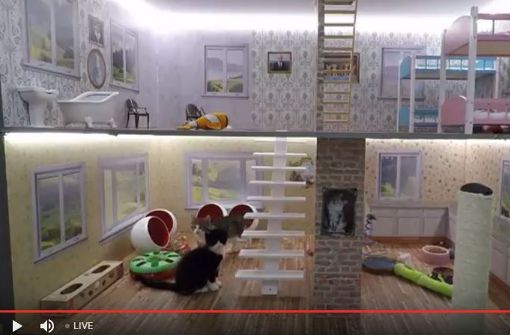 Die Katzen von „Keeping Up With the Kattarshians“ toben durch ein überdimensionales Puppenhaus. Foto: Screenshot Youtube / Nútíminn