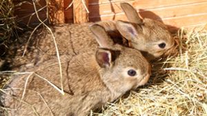 Mehrere Kaninchen kamen ums Leben (Symbolbild). Foto: IMAGO