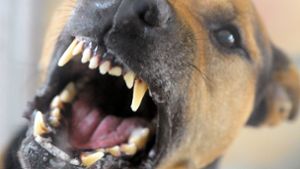 Hundebisse können gefährlich sein. Foto: dpa