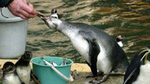 Im Rostocker Zoo wird wegen eines toten Pinguins ermittelt (Symbolfoto). Foto:  