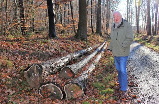 Heinz Kisgen ärgert sich über das vergammelte Holz im Silberwald. Dieses ist zum Großteil sogar bereits verkauft. Foto: Caroline Holowiecki