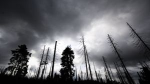 Auch der Zustand der Wälder macht den Klimaexperten Sorgen. Denn sie sollen CO2  speichern, leiden aber gleichzeitig unter den Klimaveränderungen. Foto: picture alliance/dpa/Julian Stratenschulte
