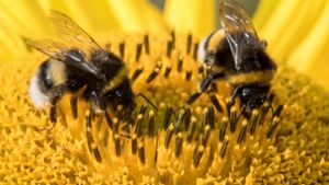 Pestizide, Urbanisierung und Klimawandel machen Insekten schwer zu schaffen. Foto: dpa