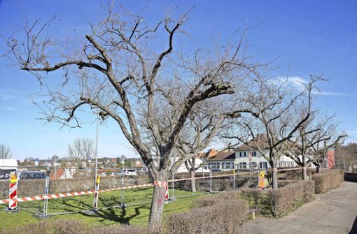 Laut Rathaus sind die Bäume eh in keinem guten Zustand mehr. Foto: Eibner-Pressefoto/Schüller
