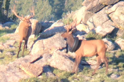 Bereits im Juli 2019 war der Wapiti-Hirsch mit einem Autoreifen um den Hals gesichtet worden. Nun haben Wildhüter den Bullen befreit. Foto: Colorado Parks and Wildlife