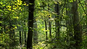 Die Bürgerinitiative Zukunft Stuttgarter Wald möchte die Naherholung in den Vordergrund stellen und spricht sich unter anderem gegen   Kahlschläge aus. Foto: imago stock&people