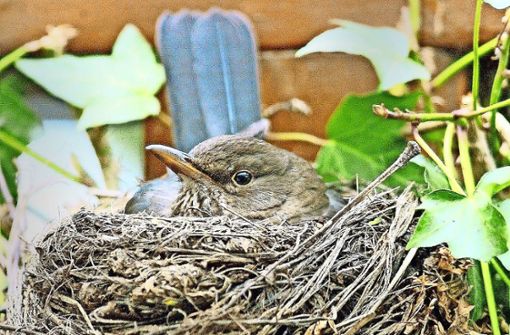 Wer sich am Nest eines Vogels vergreift, verstößt unter Umständen gegen das Naturschutzgesetz – besonders in der Brutzeit. Foto: dpa