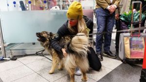 Rodlerin Natalie Geisenberger wird nach ihrer Rückkehr von Familienhund Bounty begrüßt. Foto: dpa/Matthias Balk