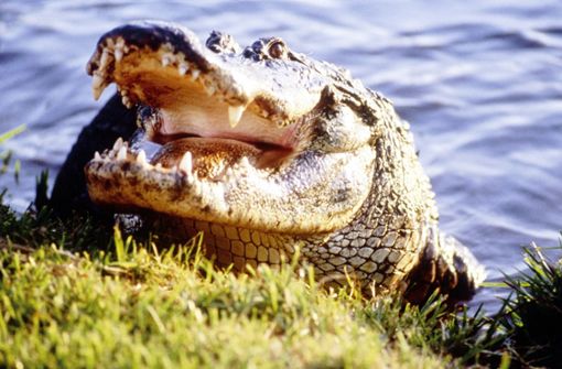 Der Alligator ist nur eine von zahlreichen Tierarten, die in den Everglades in Florida  heimisch sind. Foto: Visit Florida/dpa/gms