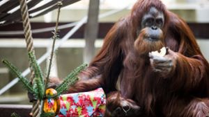 Auch die Orang-Utans können sich über Geschenke zu Weihnachten freuen. Foto: dpa