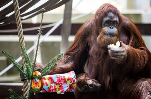 Auch die Orang-Utans können sich über Geschenke zu Weihnachten freuen. Foto: dpa
