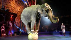 Ob Wildtiere im Zirkus am richtigen Ort sind? Wohl kaum, kommentiert unsere Redakteurin. Foto: EPA