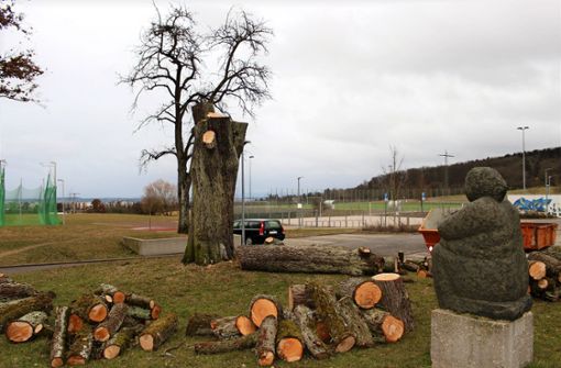 Die Stadt hat am 1. Februar  einen Birnenbaum am Sportgelände nahe der Germanenstraße fällen lassen. Eine Anwohnerin bezweifelt, dass das notwendig war. Foto: Caroline Holowiecki