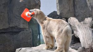 Eisbär Lloyd wird in Karlsruhe erwartet. Foto: Zoo am Meer Bremerhaven