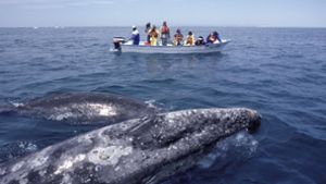 Bei den Bootstouren vor der Küste Mexikos kommen sich Mensch und Tier äußerst nahe. (Symbolfoto) Foto: imago images
