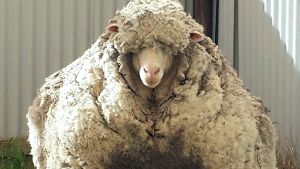 Über 40 Kilogramm Wolle schleppte das Schaf mit sich herum. Foto: dpa