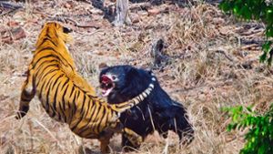Mit fletschenden Zähnen geht die Bärenmutter auf das Tigermännchen los. Foto: Facebook/Bamboo Forest Safari Logde