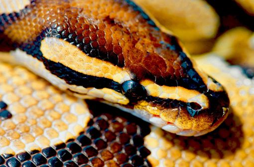 Schlangenphobiker bekommen schon bei einem Python das Grausen – in Backnang hat eine Frau fünf dieser Tiere in einer Kiste entdeckt. Foto: dpa