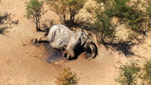 Was steckt hinter dem mysteriösen Massensterben der Elefanten? Foto: dpa/Uncredited