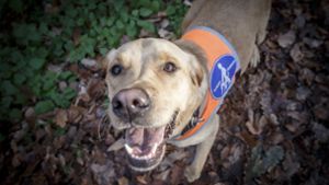 Der Hund trug eine orangene Warnweste, die ihn als Blindenhund kennzeichnete. Foto: Lichtgut/Julian Rettig