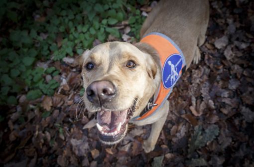 Der Hund trug eine orangene Warnweste, die ihn als Blindenhund kennzeichnete. Foto: Lichtgut/Julian Rettig