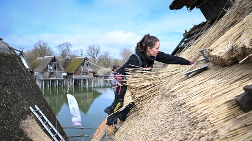 Bald zu begutachten: Dachdeckerin Moira Memmhardt verarbeitet bündelweise Reet auf einem der Häuser des Pfahlbaumuseums in Unteruhldingen am Bodensee. Foto: Felix Kästle/dpa