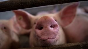 Im Land werden immer weniger Schweine gehalten. (Symbolfoto) Foto: dpa/Sina Schuldt