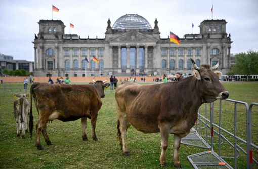 Vor dem Reichstag weiden Kühe. Foto: AFP/TOBIAS SCHWARZ