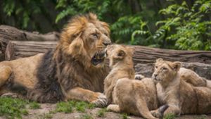 Die Asiatischen Löwen Shapur und Kajal mit ihrem Vater Jetpur im Zoo Mulhouse, als sie noch kein Jahr alt waren Foto: Wilhelma Stuttgart/Dominique Villiseck