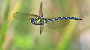 Die Blaugrüne Mosaikjungfer  ist gut acht Zentimeter lang und ein akrobatischer Flugkünstler. Foto: Michael Eick