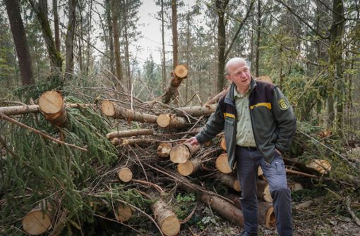 Das befallene Holz muss so schnell wie möglich aus dem Wald, sagt der Forstamtsleiter Martin Röhrs. Foto: Edgar Layher