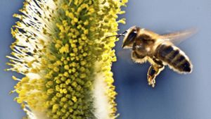 Der Bienen- und Artenschutz beschäftigt den Landtag. Foto: dpa
