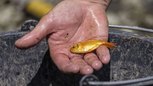Der Mann rettete den Goldfisch nach 40 Minuten auf dem Trockenen. (Symbolbild) Foto: dpa/Christoph Reichwein