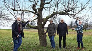 Baumschnitte üben Thomas Weber, Corinna Jaron-Theiler, Dietmar Maier und Philipp Flaig (von links) vom Obst- und Gartenbauverein gerne gemeinsam. Foto: Horst Rudel