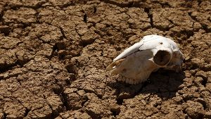 Klimakatastrophe? Wie dieses Rind in der Sahel-Zone in Nordafrika könnte irgendwann auch der Mensch  enden. Foto: AFP