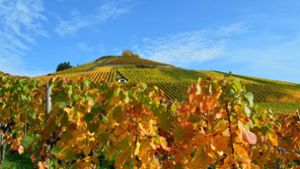 Ein Herbst wie aus dem Bilderbuch: Weinberge des Weinguts Berthold bei Neckarsulm Foto: Weingut Berthold