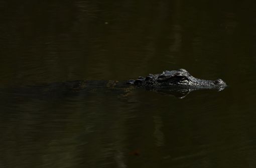 Ein Alligator schwimmt im Wasser. (Symbolbild) Foto: AFP