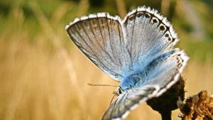 Heimischer Schmetterling: ein Silbergrüner Bläuling Foto: dpa