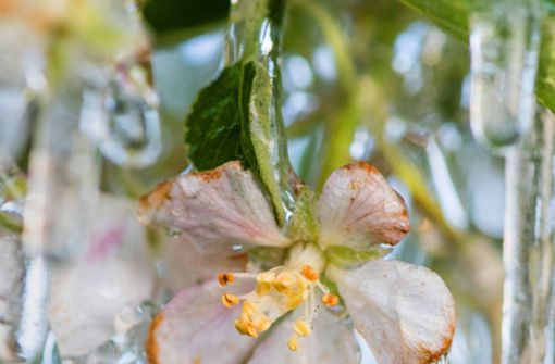 Spätfroste sind in der Landwirtschaft gefürchtet. Manchmal hilft dann die Beregnung, weil das gefrorene Wasser die Blüten vor weiteren Schäden schützt. Foto: dpa/Patrick Seeger