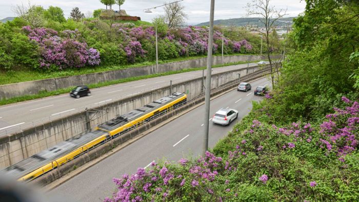 Flieder in Stuttgart: Wo die Stadt lilafarben blüht, da zeigt sich der Frühling