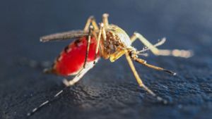Viele Brutstätten der Stechmücken sind in diesem Jahr zu trocken. Foto: dpa-Zentralbild