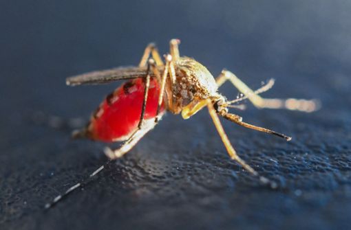 Viele Brutstätten der Stechmücken sind in diesem Jahr zu trocken. Foto: dpa-Zentralbild