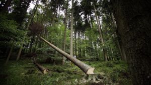 Gefälltes Holz sollte derzeit unbedingt sofort aus dem Wald gekarrt werden – damit der Borkenkäfer es nicht befällt. Foto: Stoppel/Archiv