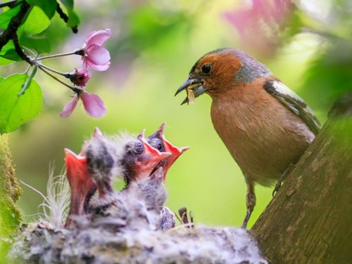 Im Frühjahr beginnt die Brutzeit der Vögel. Foto: Bachkova Natalia/Shutterstock.com