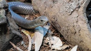 Eine solche Brown Snake hat einen Mann in Australien gebissen. Er verstarb kurz danach an den Folgen des  Schlangengift Foto: Imago/aal.Photo