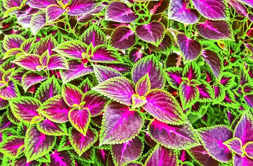 Farbshow mit knalligen Blättern für einen exotischen Garten: Buntnesseln. Foto: Solarisys/Adobe Stock