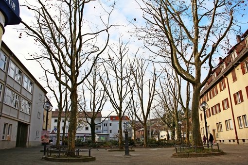 Von den 17 Bäumen, die sich  auf dem Marktplatz befinden, werden elf im Februar  gefällt. Allerdings  werden auch  drei neue Bäume gepflanzt. Foto: Archiv Torsten Ströbele