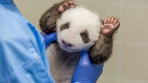 Berlins Mini-Pandas wachsen stetig (Archivbild). Foto: AFP/HANDOUT