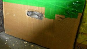Die 26 Katzen waren in einem Kleintransporter unter Gepäck eingepfercht. Foto: Hauptzollamt Ulm