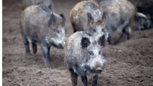 Wildschweine haben derzeit ein mieses Image: Sieben Gründe, warum wir sie trotzdem mögen. Foto: dpa